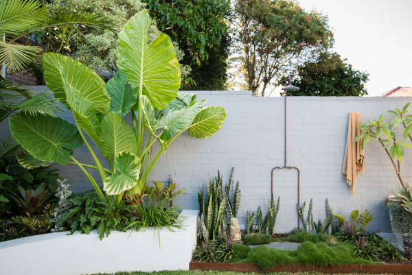 Tanaman berdaun besar sebagai fokus